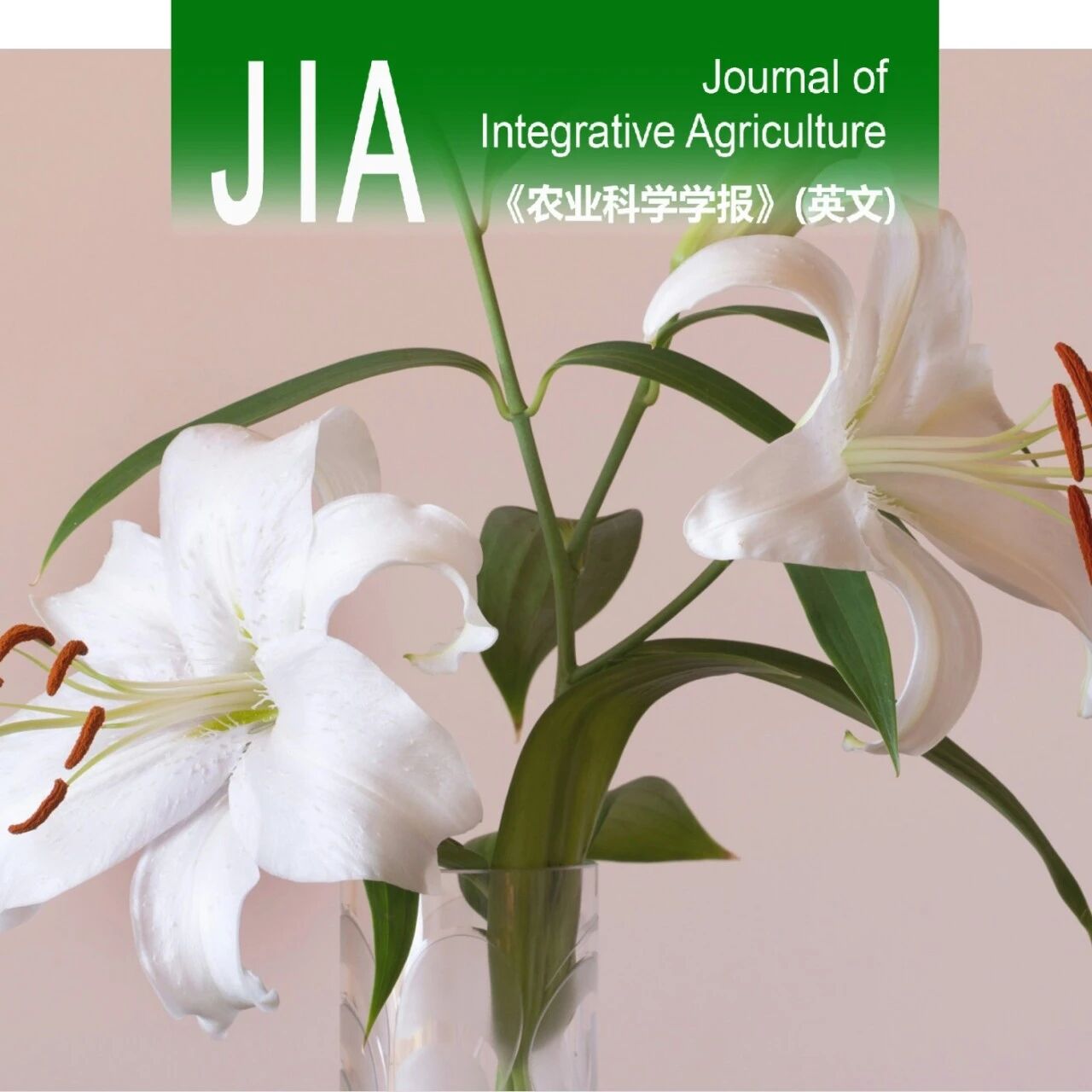 JIA | 东北农业大学樊金萍团队揭示东方百合‘索邦’MEP通路基因LiDXR的分子机制