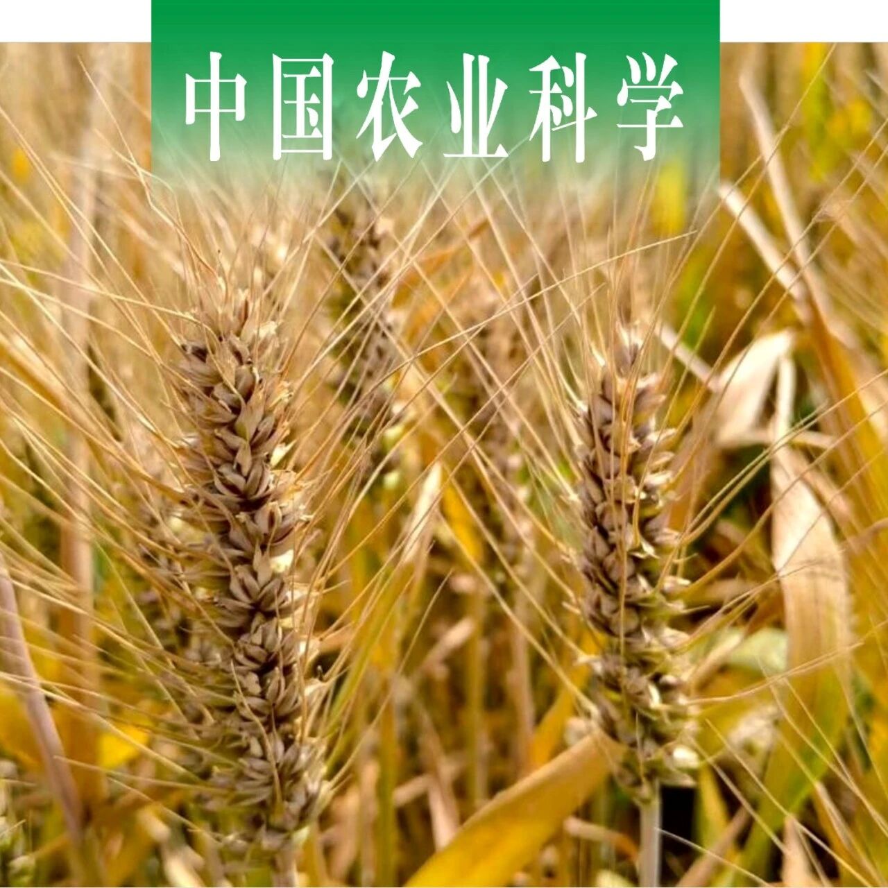 中国农业科学 | 山西农业大学杨珍平教授团队揭示彩粒小麦锌营养对花后叶面喷锌的响应