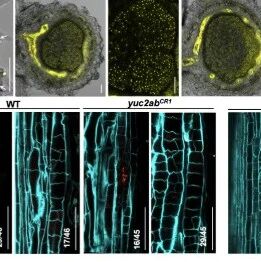 Plant Cell | 福建农林大学陈栩教授团队揭示根瘤菌源生长素调控大豆根瘤发育的分子机制
