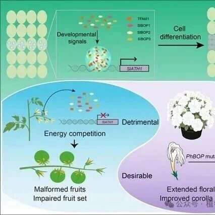 Adv Sci：中国科学院遗传与发育生物学研究所许操基于演化发育学的跨物种个性化定制育种