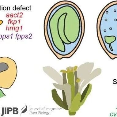 JIPB | 南开大学门淑珍教授团队系统综述植物固醇的结构多样性、生物合成及其生物学功能