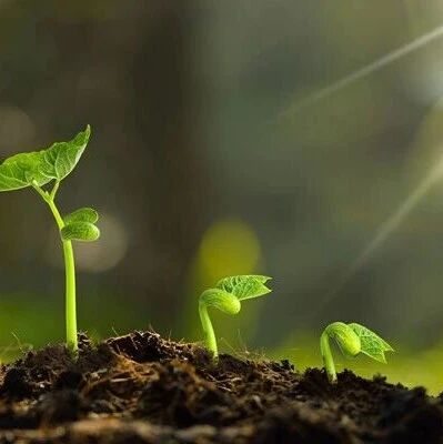绿视芯科技提供各种高性能叶绿素荧光仪
