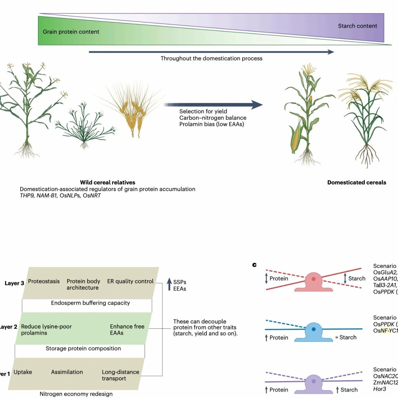 华中农业大学严建兵教授团队在Nature Plants期刊发表最新研究成果