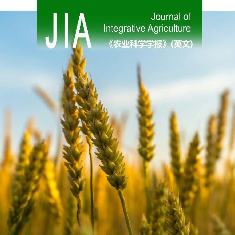 JIA | 南京农业大学戴廷波教授课题组揭示秸秆还田与夜间增温协同提高稻茬小麦产量和氮素利用效率的机制