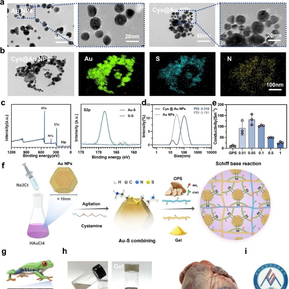 ACS Nano | 西南交通大学赵安莎等团队研究设计天然葛根基导电心肌水凝胶补片用于心肌梗死治疗
