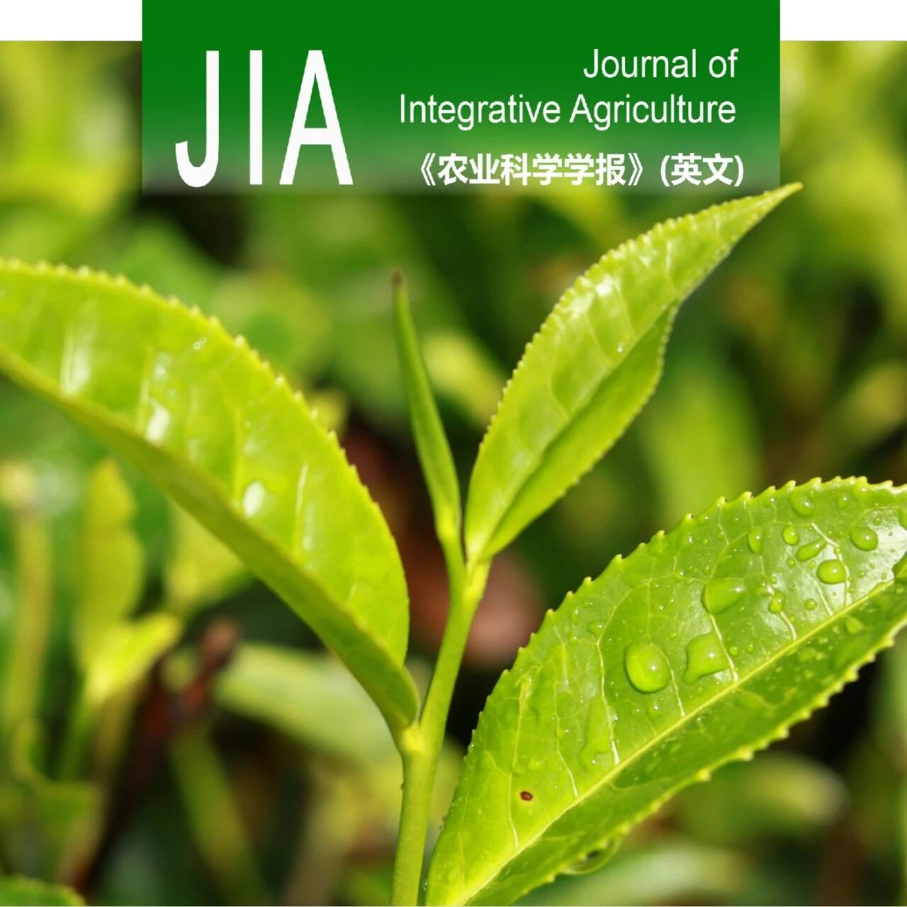 JIA | 贵州大学牛素贞教授团队：鉴定茶树咖啡碱合成途径上游关键基因CsAK
