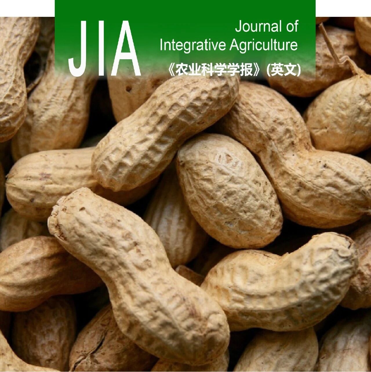 JIA优先上线 | 中国科学院南京土壤研究所王兴祥研究员团队发现pH与钙互作可有效调控花生镉积累并提高产量