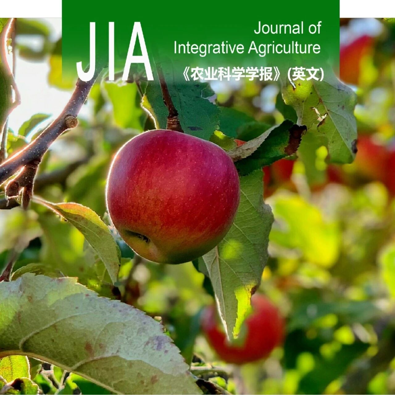 JIA优先上线 | 山东农大苹果种质资源与育种团队发现MdNAC72-like促进苹果花青苷与原花青素合成新机制