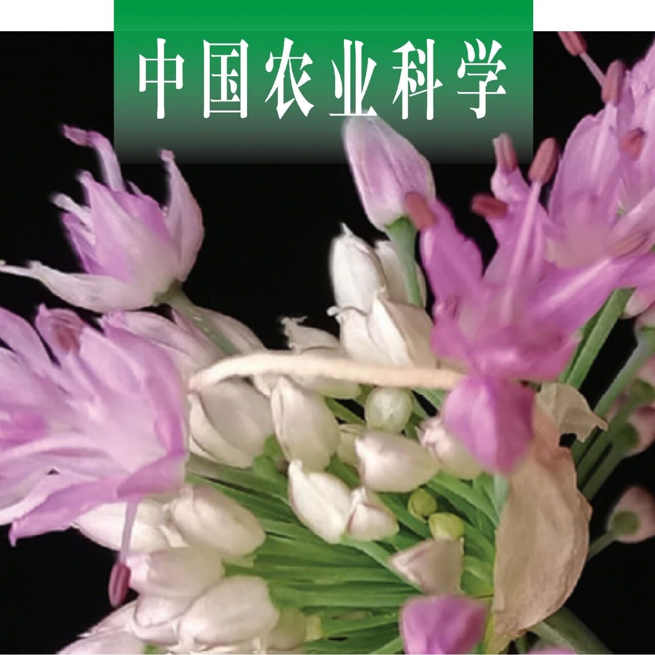 中国农业科学 | 山东省农业科学院蔬菜所霍雨猛课题组通过远缘杂交获得大葱与青甘韭的种间杂交种并分析其特性
