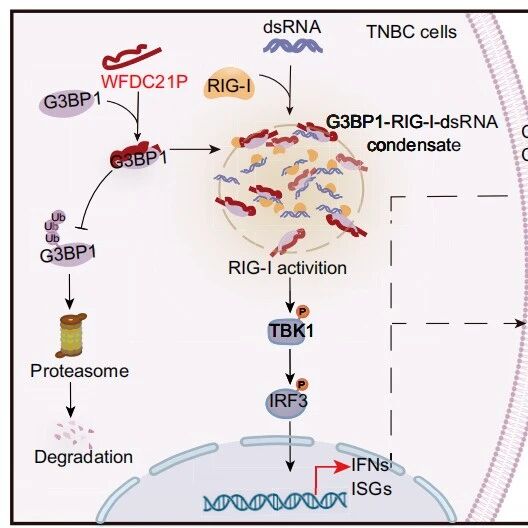 PNAS｜中山大学罗曼莉团队揭示lncRNA通过相分离激活RIG-I通路，增强三阴性乳腺癌免疫治疗