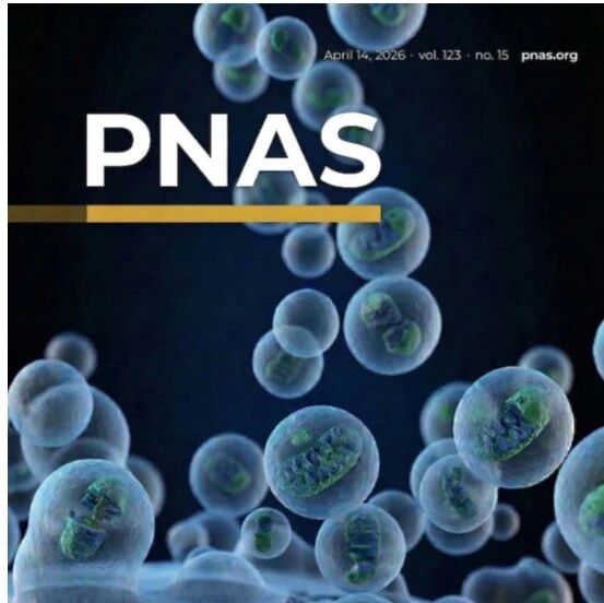 PNAS｜封面！重庆医科大学段晨阳团队揭示线粒体微囊泡驱动脓毒症心功能障碍持续恶化新机制