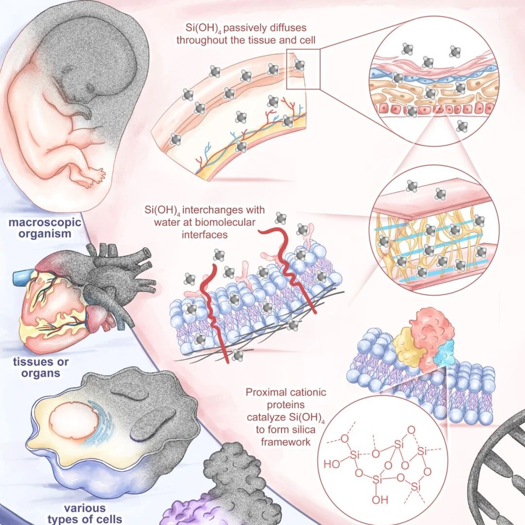 华南理工朱伟教授/新墨西哥大学Brinker教授 ACS Nano：微观到宏观生物全层级间的生物硅化作用
