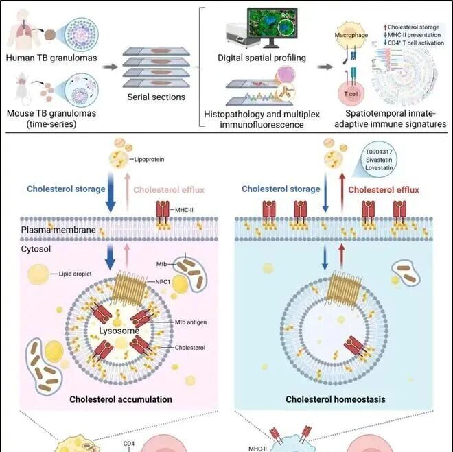 Nat Microbiol | 中国科学院微生物研究所刘翠华等团队合作揭示结核肉芽肿中胆固醇累积损伤固有–适应性免疫信号轴的新机制