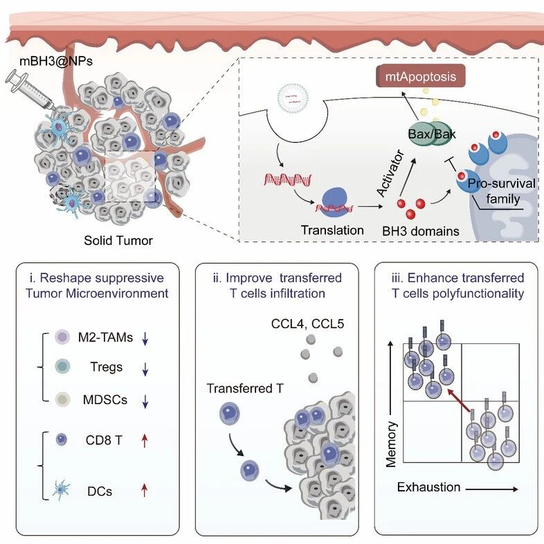 Cell Rep Med | 浙江大学生命科学学院金勇丰团队开发基于mRNA/LNP的线粒体凋亡启动策略以协同增效过继性T细胞疗法