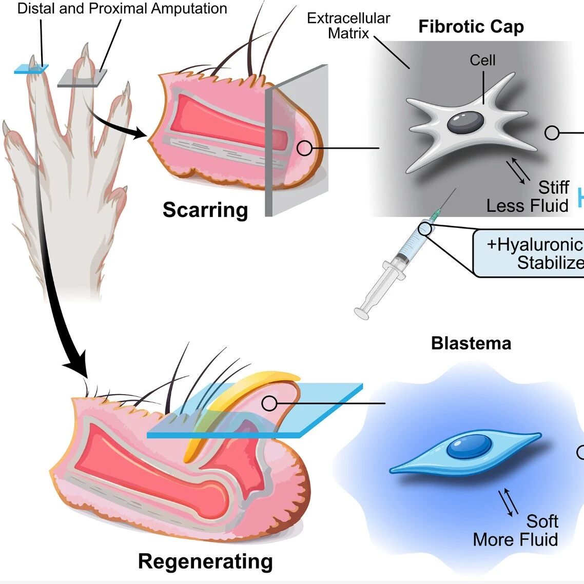协同破解再生之谜！《Science》背靠背揭示如何解除哺乳动物再生“封印”：软化基质与调节氧感知