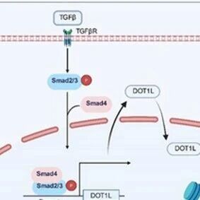 Adv Sci | 关闭细胞“变身”的引擎！广州医科大学孟舒等团队发现抑制DOT1L可阻断导致肺纤维化的内皮细胞转化