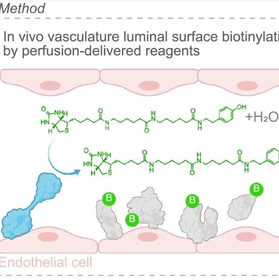 Science | 血脑屏障的终身守护者被发现：李介夫团队揭示透明质酸酶HYAL2等因子按年龄段调控屏障完整性
