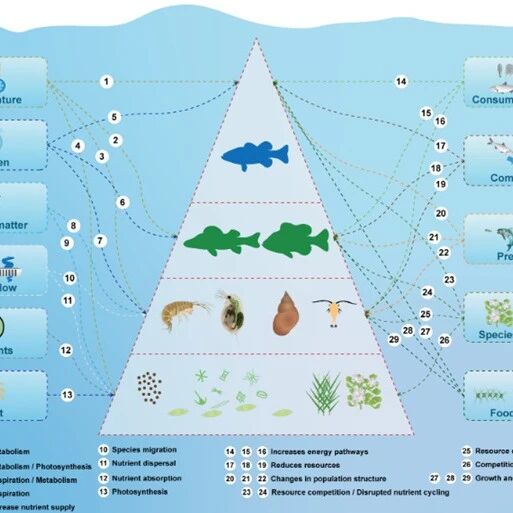 广东工业大学杨志峰院士团队Limnology and Oceanography：重新认识淡水生态系统的营养传输效率