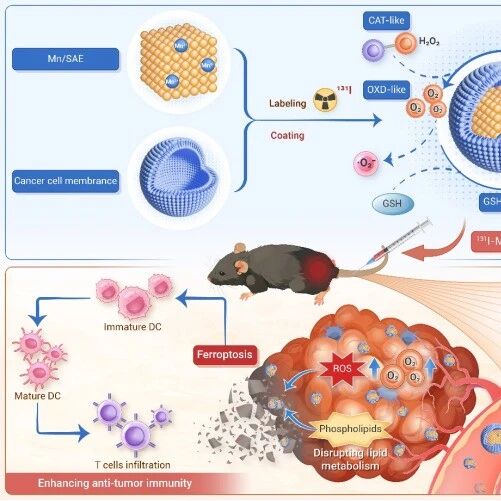 The Innovation Drug Discovery | 催化性放射性药物通过重塑肿瘤代谢解锁免疫记忆