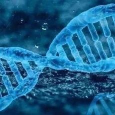 Aging Cell | 安医大发现延缓延缓耳蜗毛细胞衰老的关键分子