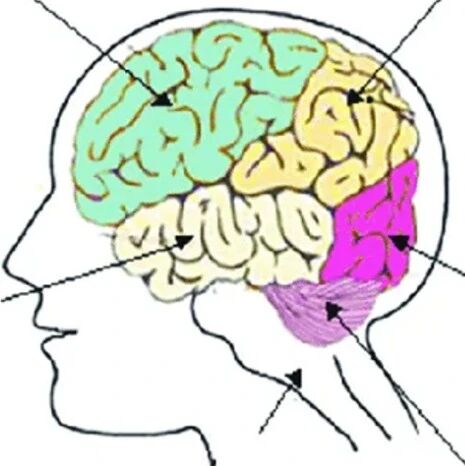 类脑视觉“感存算”之铁电贯穿