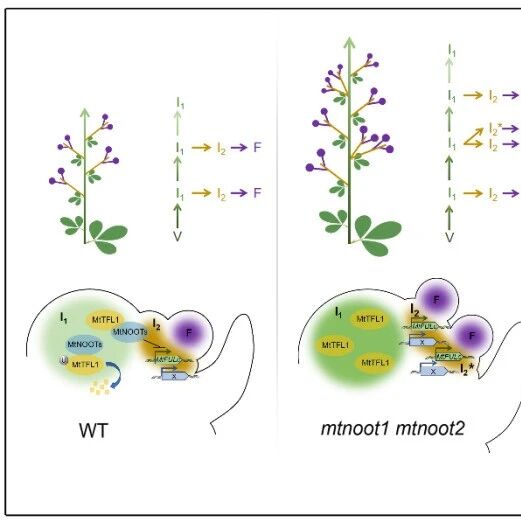 Plant Cell | 山东大学周传恩团队揭示蒺藜苜蓿MtNOOTs基因调控复合花序发育的分子机制