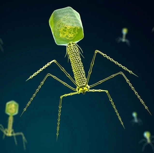 病毒界的“谍战大戏”!《Cell》揭秘噬菌体跨物种窃听,竟是致命操控陷阱