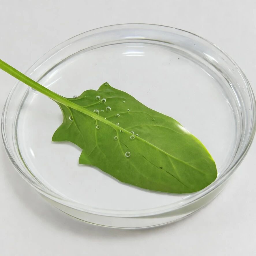 菠菜叶一吹就冒泡？！植物没长肺，气到底从哪儿出来的？ | 正经玩