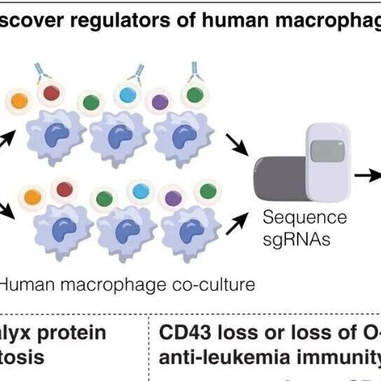 颠覆认知！《Science》研究揭示CD43才是AML免疫逃逸核心，其形成的“糖屏障”可同时抑制三大免疫细胞