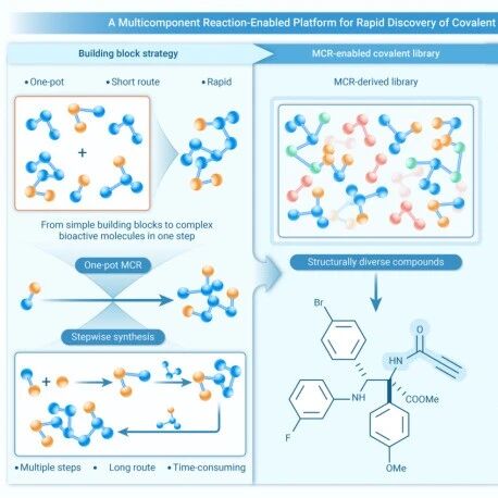 The Innovation Drug Discovery | 多组分反应模块化合成平台驱动高活性抗癌共价分子的发现及机制研究