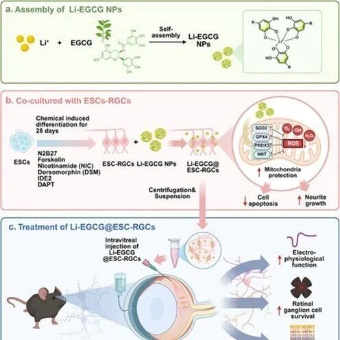 Adv Sci：上海交通大学谷平等团队开发新型纳米颗粒助力干细胞移植，显著提升视网膜神经元存活与功能