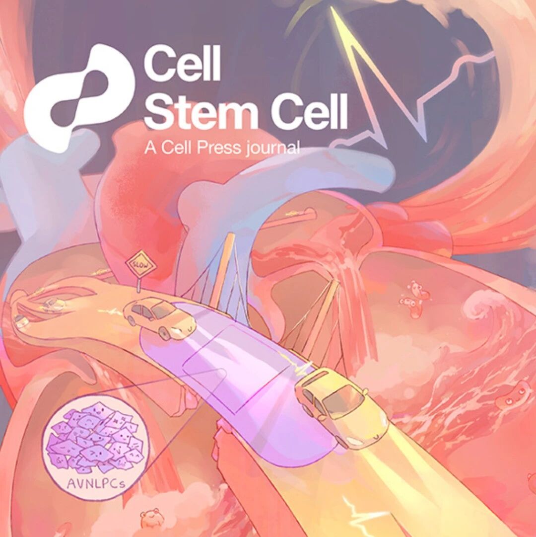 修复心脏“电路”关键枢纽：《Cell Stem Cell》封面研究用干细胞培育出房室结，为致命心律失常用上“生物起搏器”