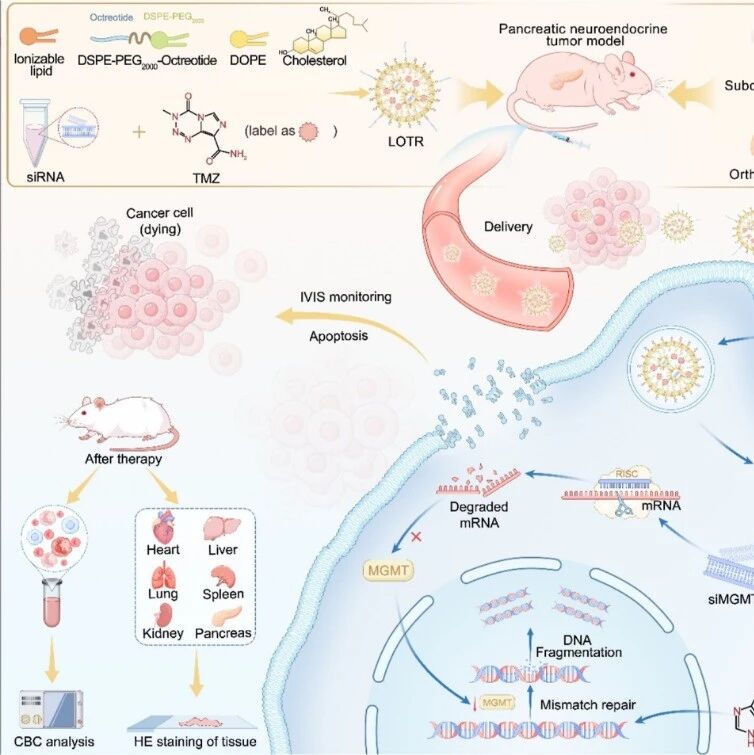 ACS Nano | 复旦大学吉顺荣/虞先濬等团队研究利用脂质纳米粒共递送替莫唑胺与siRNA增强胰腺神经内分泌肿瘤治疗效果