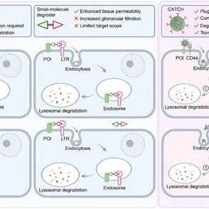 Angew：CD44辅助可转胞吞嵌合体，深部肿瘤中实现胞外蛋白耗竭！