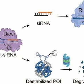 Nano Lett：Dicer活化的适体-金刚烷/siRNA（AptHyT-siRNA）嵌合体，实现靶向蛋白降解和mRNA沉默