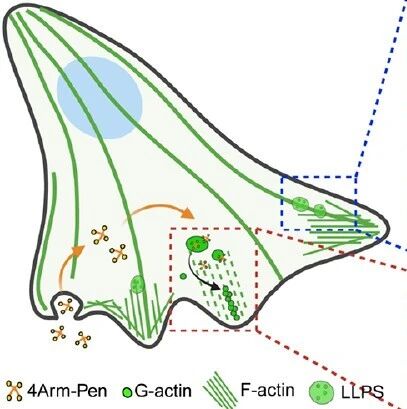 JACS：劫持肌动蛋白-预液-液相分离可抑制恶性肿瘤的侵袭与生长