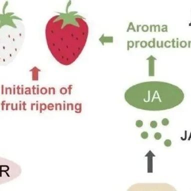 JIPB | 北京市农林科学院揭示ABA和JA协同调控草莓果实香气形成的信号转导机制