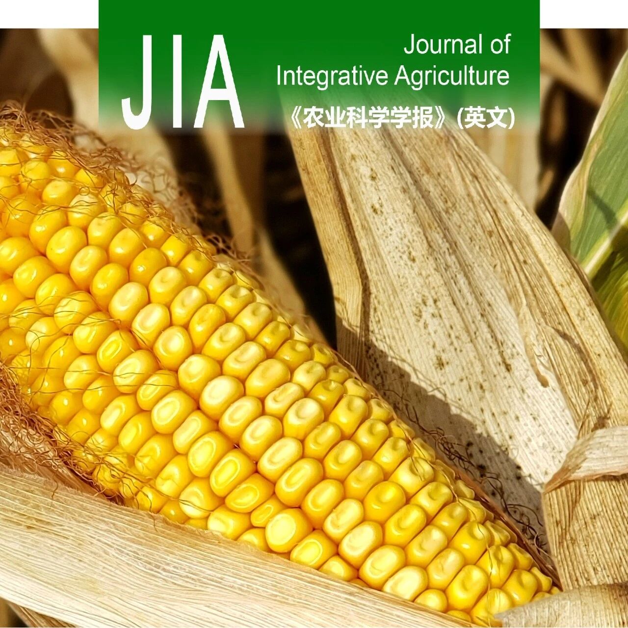 JIA | 中国农科院作科所玉米精准栽培课题组：密植与氮肥精准管理提升东北滴灌春玉米产量及氮素利用效率