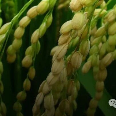 New phytologist | 西南大学张婷教授揭示水稻外稃发育的分子机制
