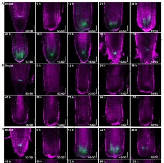 Plant Cell | 山东农业大学张宪省/桑亚林团队揭示根系干细胞龛形成的生长素响应机制