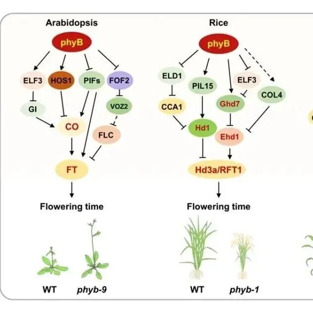 Plant Com | 山东农业大学李刚教授团队系统综述光敏色素phyB介导光温信号响应的前沿进展