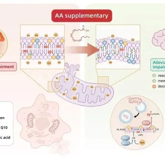 J Adv Res｜上海交通大学万春玲团队揭示线粒体自噬参与精神分裂症认知障碍的分子机制