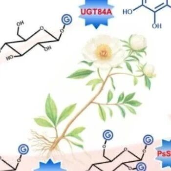 Adv Sci：中国药科大学解析牡丹中没食子酰葡萄糖类物质的生物合成途径关键步骤