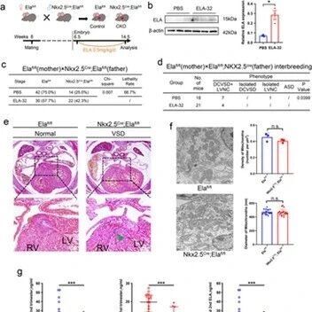 Adv Sci：破解生命最初的心跳密码！上海交通大学孙锟等团队发现关键肽ELA，或可守护胎儿心脏健康