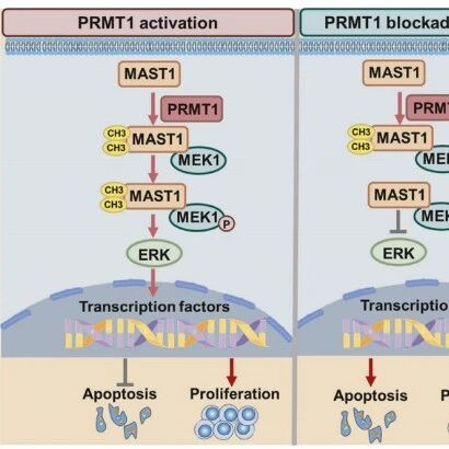 Leukemia｜掐断白血病的“燃料供给”！山东大学王欣等团队发现PRMT1为癌细胞生长“加油”，其抑制剂可有效灭火