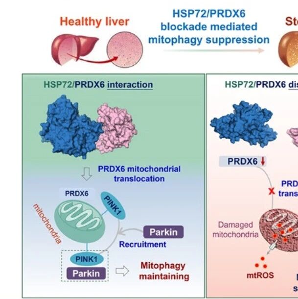 Hepatology｜重启肝细胞“清道夫”！海南大学黄玲等团队发现HSP72/PRDX6轴能为线粒体自噬关键蛋白“松闸”