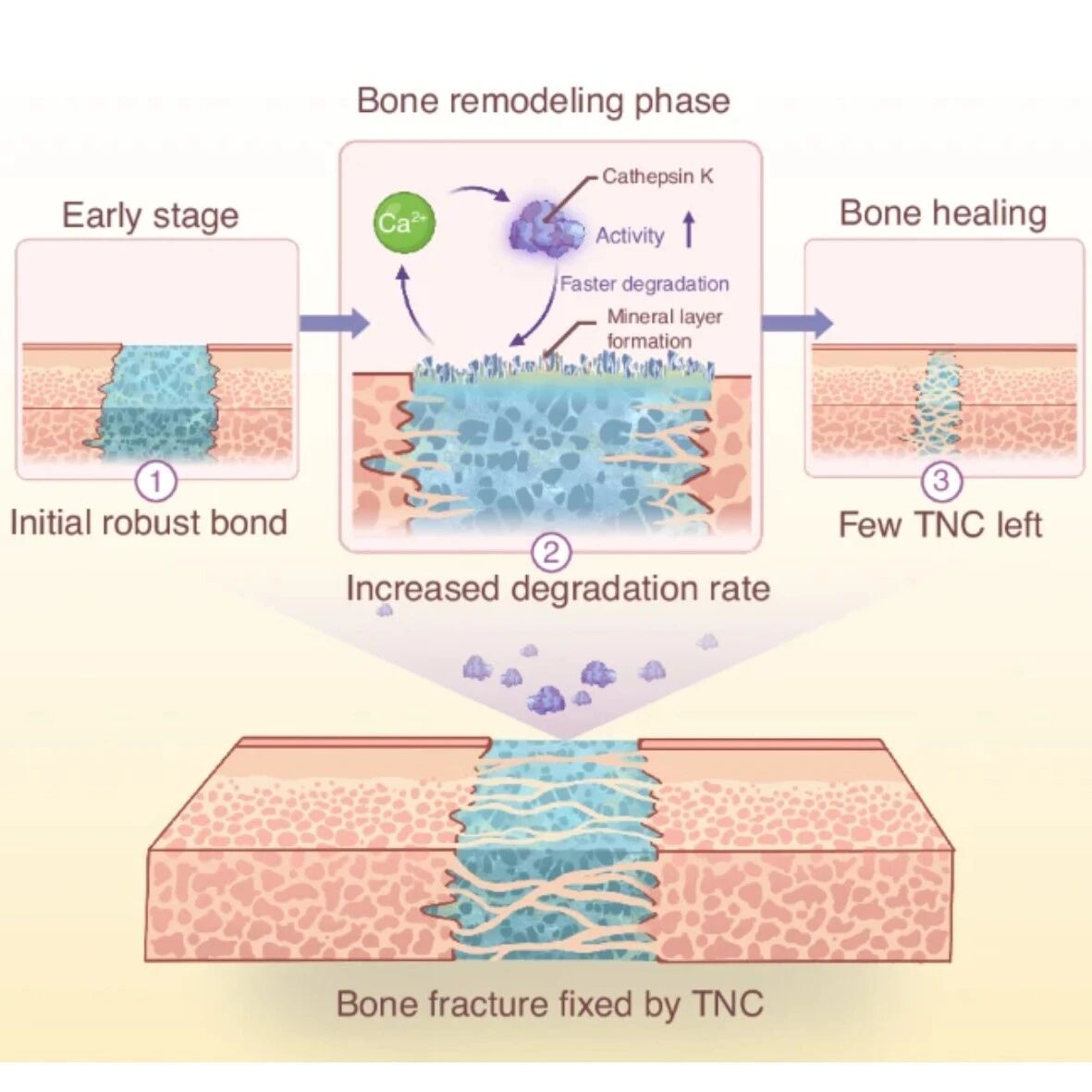 空军军医大学牛丽娜/焦凯/顾俊婷团队 Bone Research：骨粘接剂也能“按节奏行事”