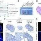Adv  Sci | 海军军医大学韩超峰等团队发现促进早发性卵巢功能不全的炎症损伤的调控新机制