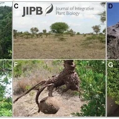 JIPB | 中科院植物所研究团队揭示非洲干旱化背景下葡萄瓮属基因组大小与多肉性状的演化机制