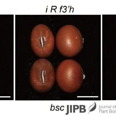JIPB丨构筑种子“铜墙铁壁”，保障粮食储藏安全——曾范昌团队揭示作物种子防腐抗老耐储新机制